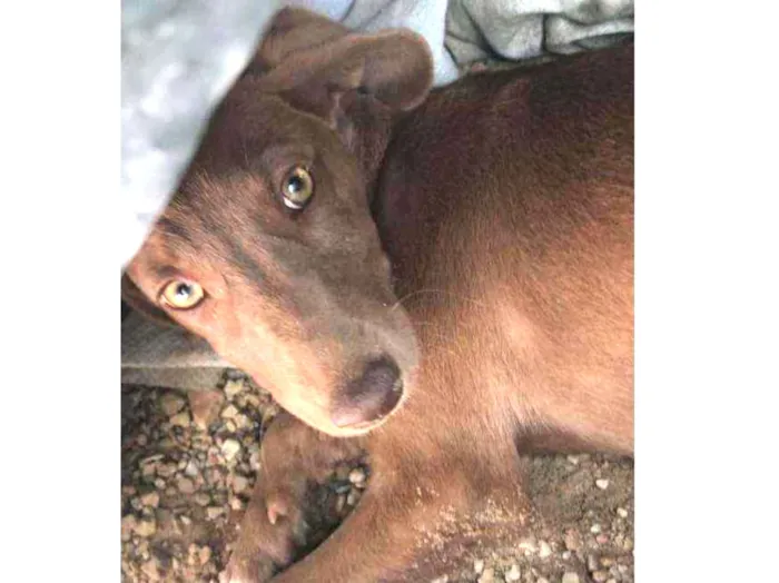 Cachorro ra a Vira- Lata idade 2 a 6 meses nome .