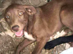 Cachorro raça Vira- Lata idade 2 a 6 meses nome .