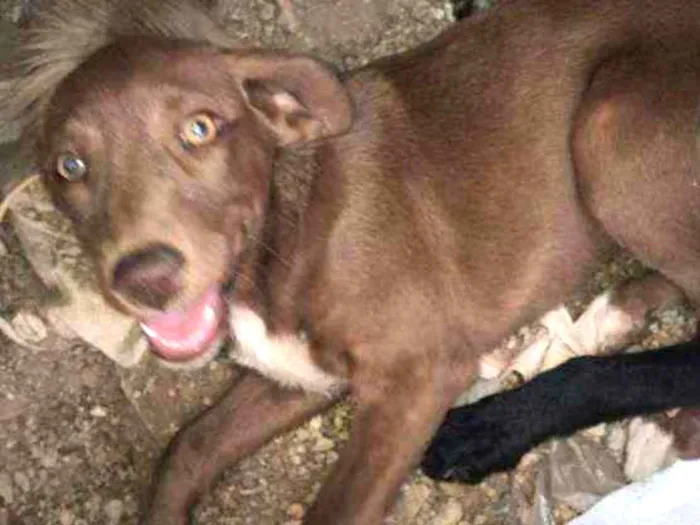 Cachorro ra a Vira- Lata idade 2 a 6 meses nome .