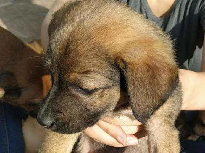 Cachorro ra a SRD idade Abaixo de 2 meses nome Filhotes