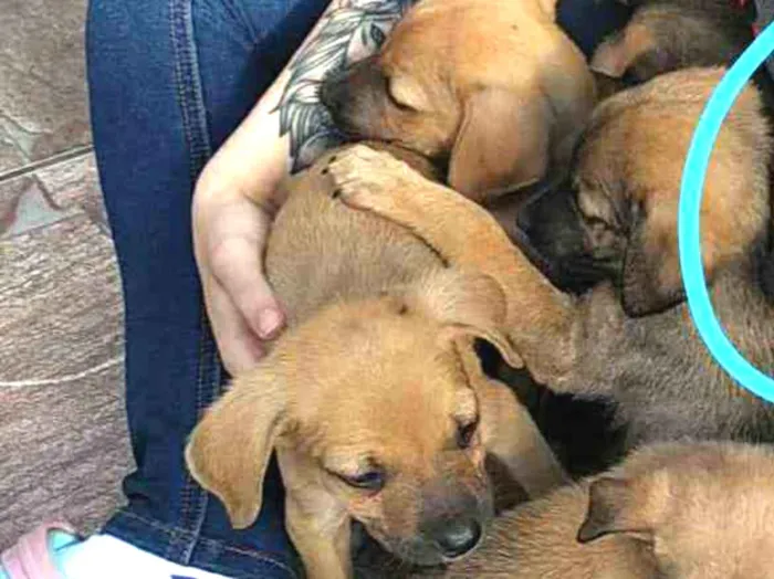 Cachorro ra a SRD idade Abaixo de 2 meses nome Filhotes