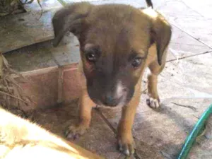 Cachorro raça Srd idade Abaixo de 2 meses nome Filhotinho