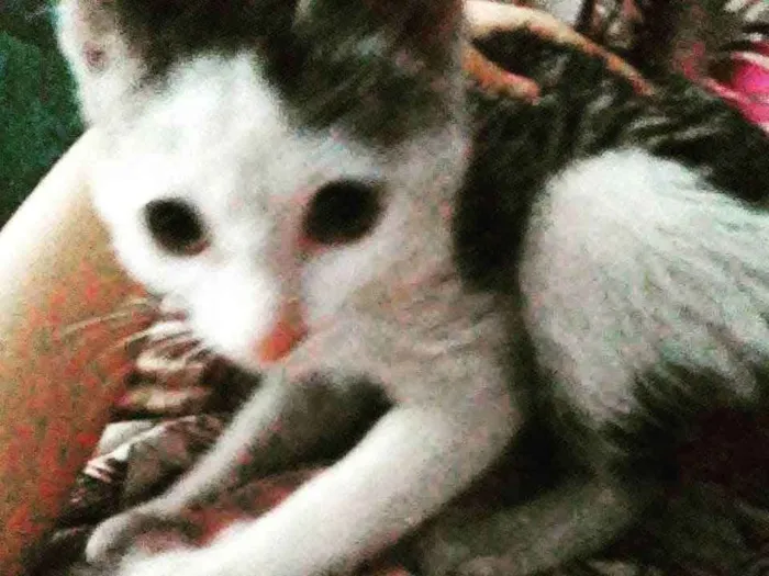 Gato ra a SRD idade Abaixo de 2 meses nome Ártemis