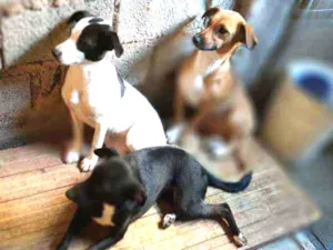 Cachorro raça Vira lata  idade 7 a 11 meses nome Vários BBS