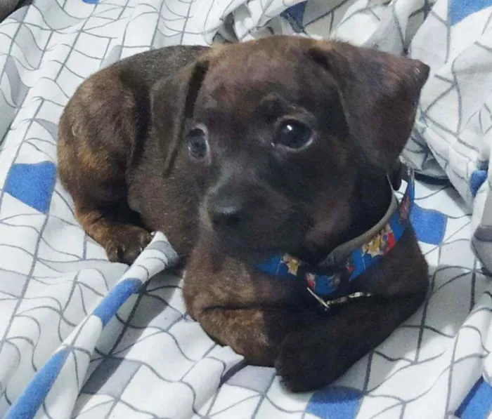 Cachorro ra a Pinscher 0 idade Abaixo de 2 meses nome Talff