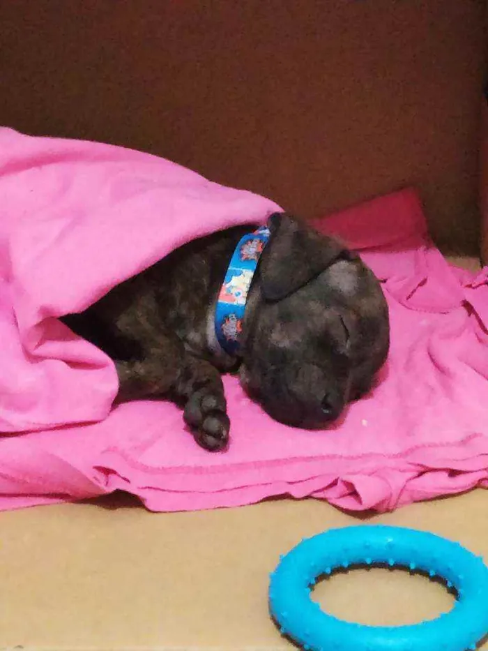 Cachorro ra a Pinscher 0 idade Abaixo de 2 meses nome Talff