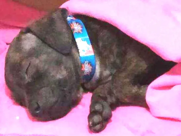 Cachorro ra a Pinscher 0 idade Abaixo de 2 meses nome Talff