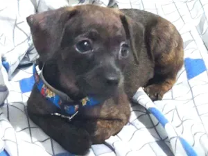 Cachorro raça Pinscher 0 idade Abaixo de 2 meses nome Talff