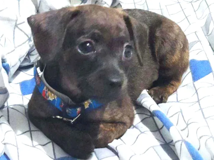 Cachorro ra a Pinscher 0 idade Abaixo de 2 meses nome Talff