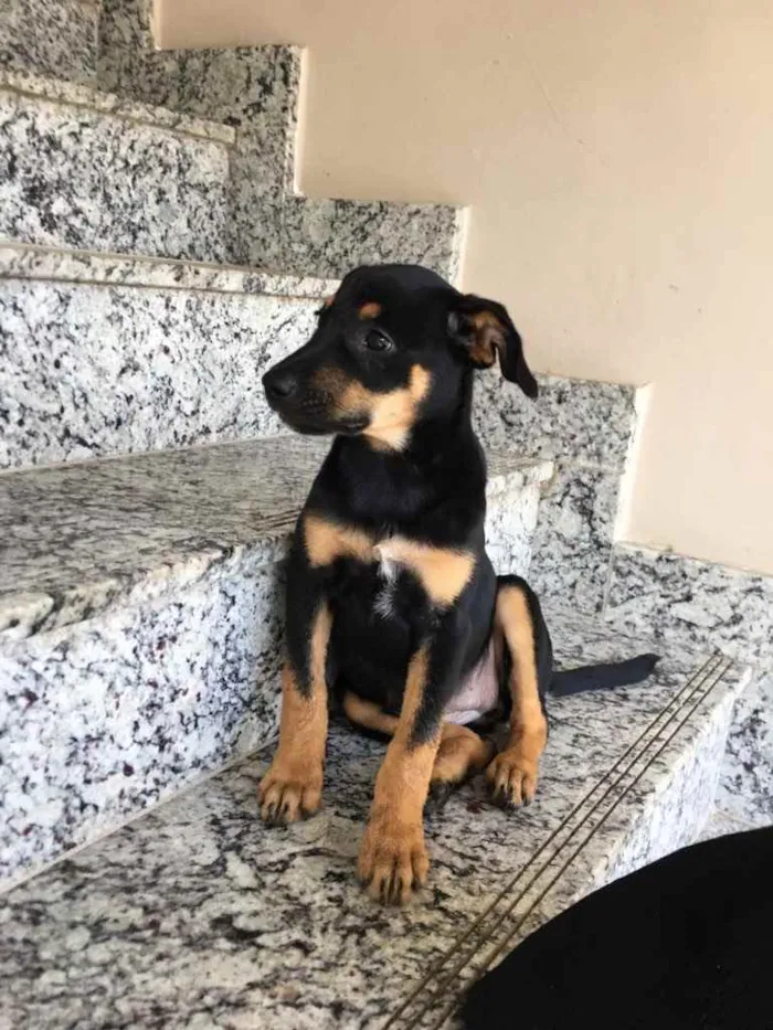 Cachorro raça Vira lata  idade 2 a 6 meses nome Pandora
