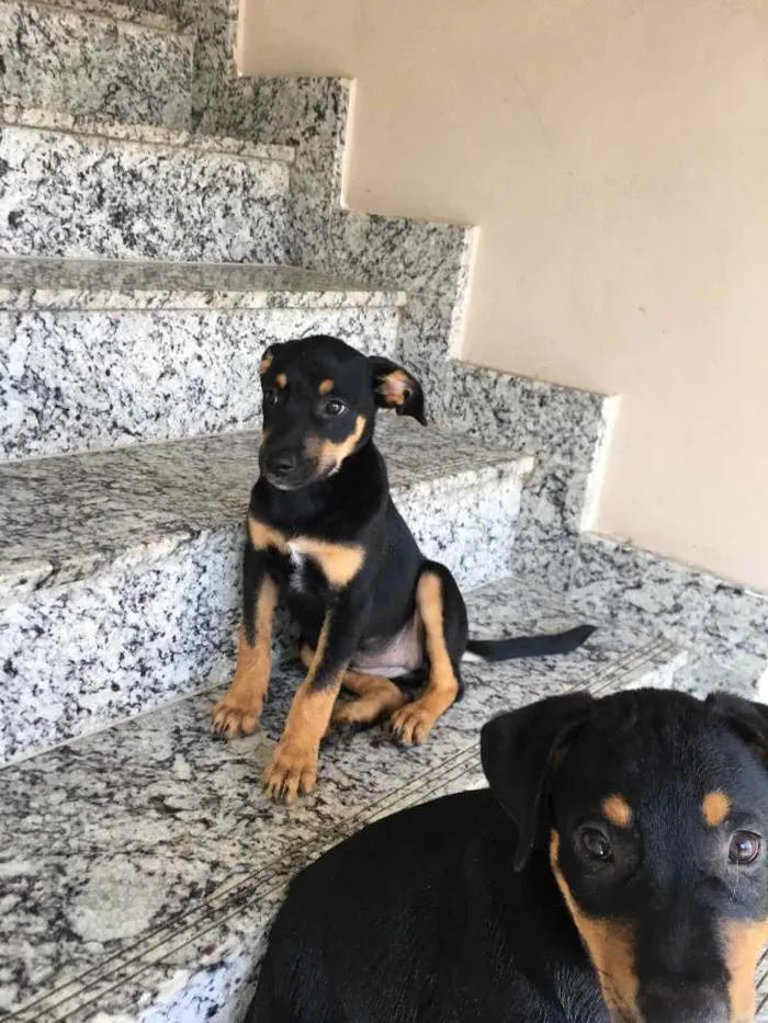 Cachorro raça Vira lata  idade 2 a 6 meses nome Pandora