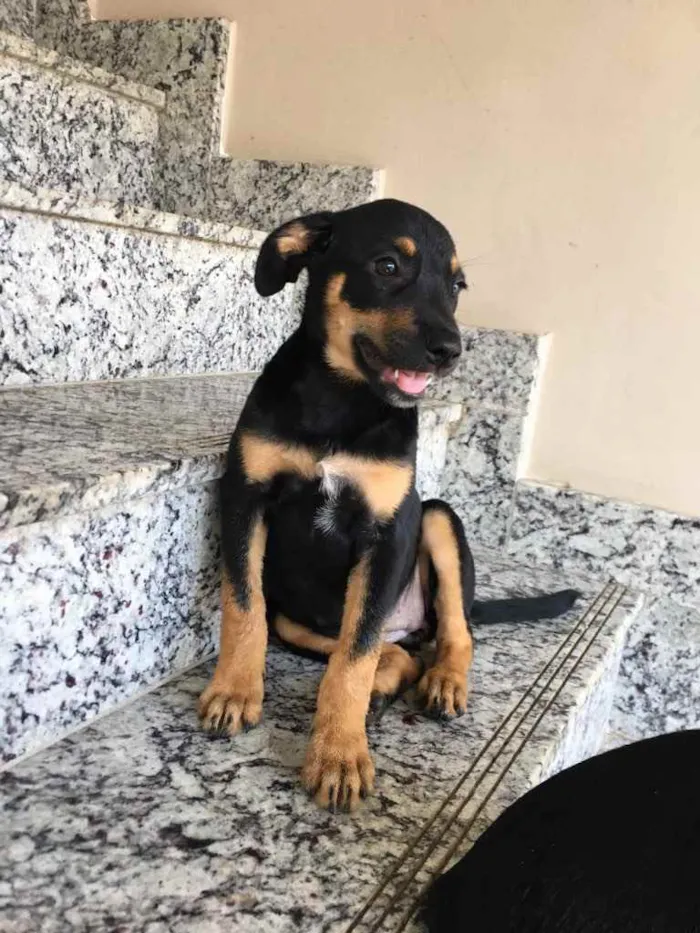 Cachorro raça Vira lata  idade 2 a 6 meses nome Pandora