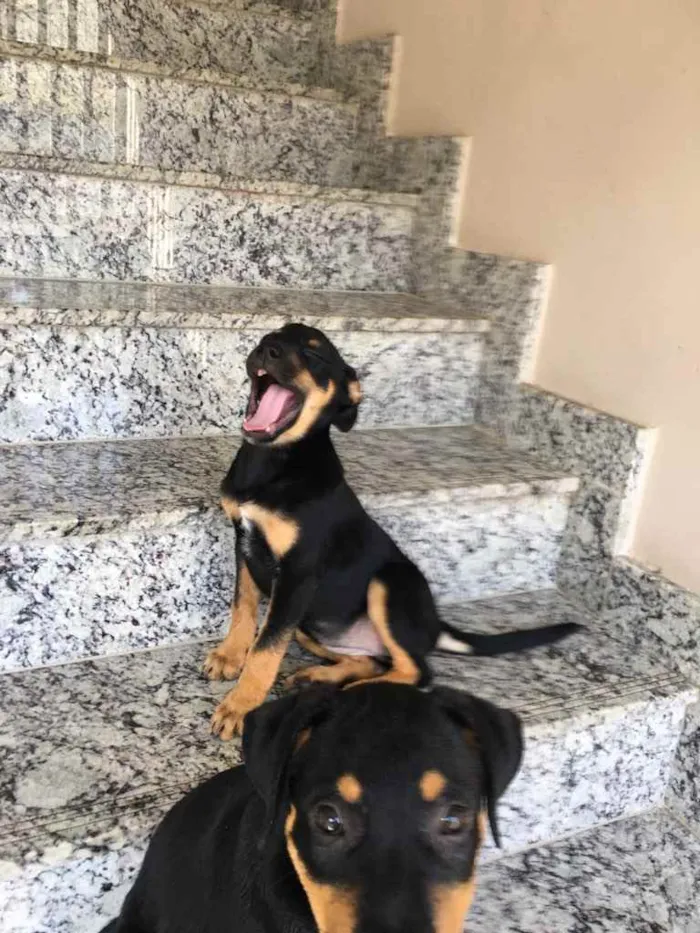 Cachorro raça Vira lata  idade 2 a 6 meses nome Pandora