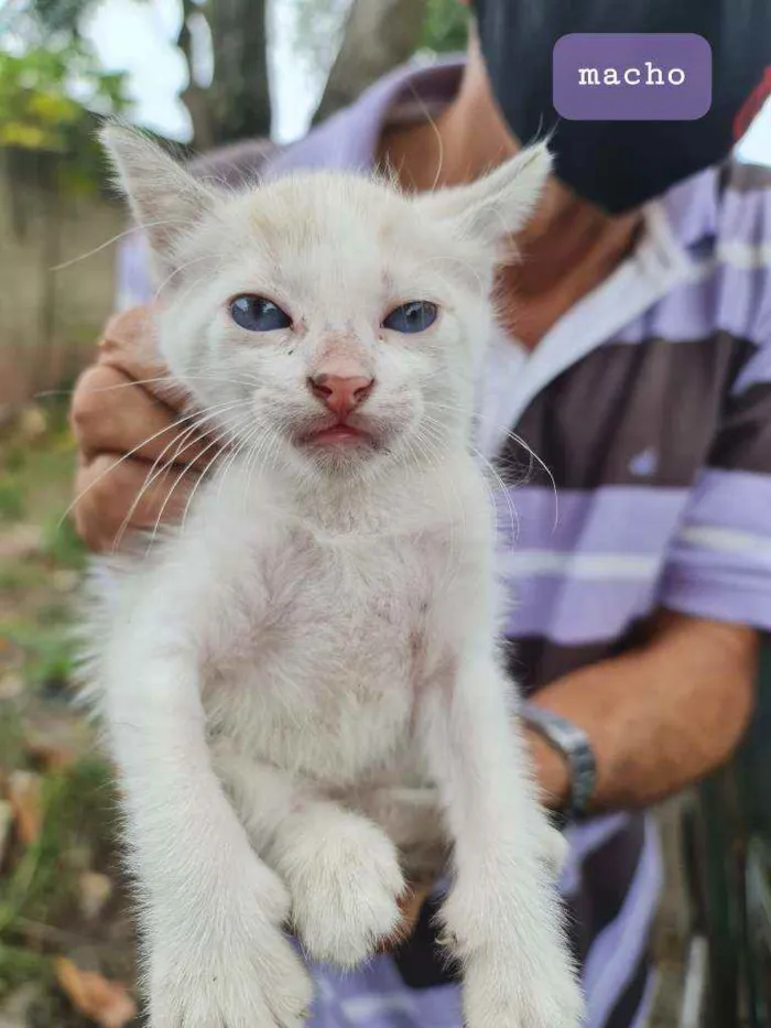 Gato ra a SRD idade Abaixo de 2 meses nome Eliseu