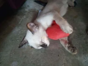 Gato raça Siamês idade Abaixo de 2 meses nome Mel