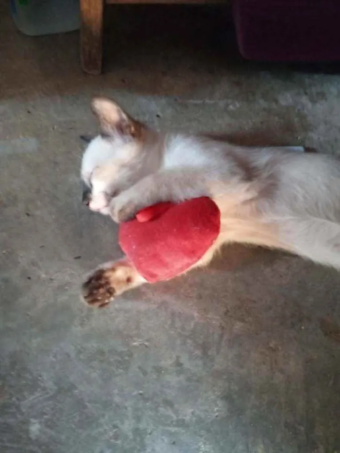 Gato raça Siamês idade Abaixo de 2 meses nome Mel