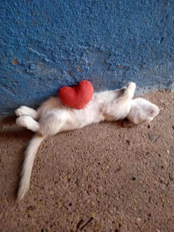 Gato raça Siamês idade Abaixo de 2 meses nome Mel