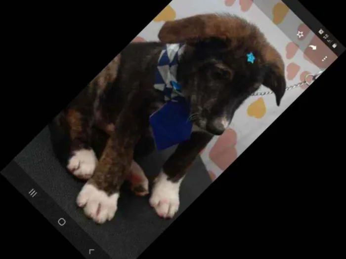 Cachorro ra a Pastor Australiano/Vira-Lata idade 2 a 6 meses nome Lume