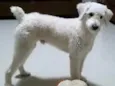 Boby