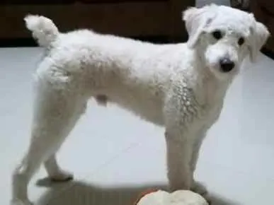 Cachorro ra a SRD (poodle)  idade 1 ano nome Boby