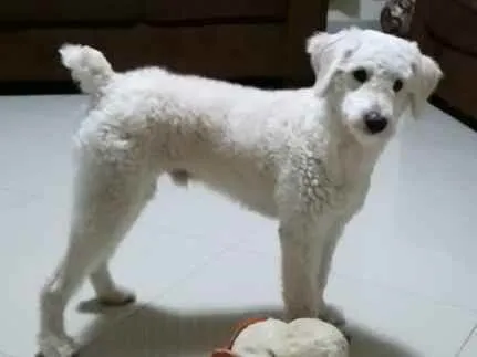 Cachorro ra a SRD (poodle)  idade 1 ano nome Boby