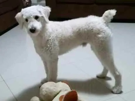 Cachorro ra a SRD (poodle)  idade 1 ano nome Boby