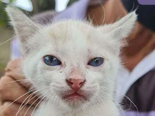 Gato ra a SRD idade Abaixo de 2 meses nome Eliseu