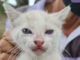 Eliseu