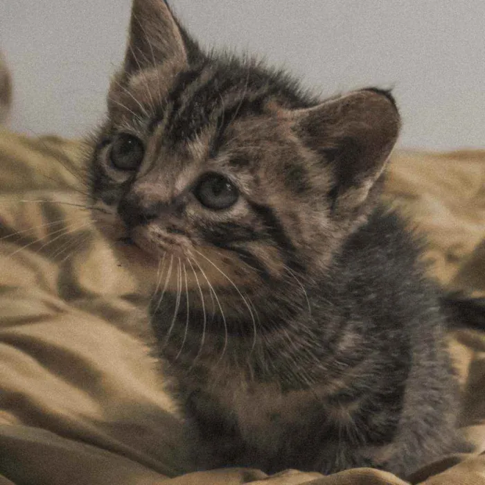 Gato raça  idade Abaixo de 2 meses nome Gatos