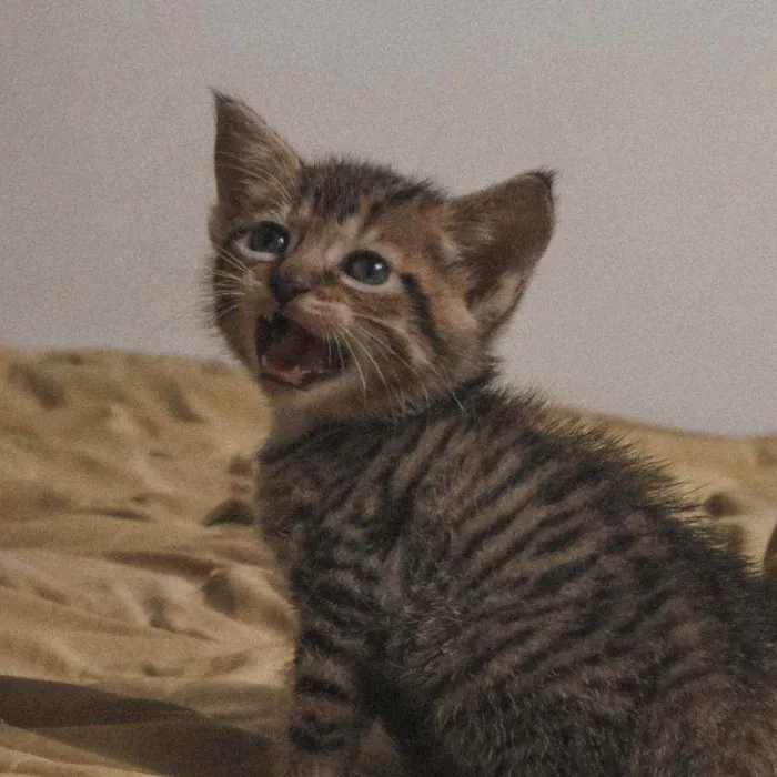 Gato raça  idade Abaixo de 2 meses nome Gatos
