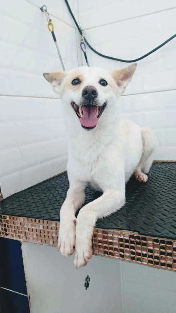 Cachorro ra a  idade 1 ano nome Zeca