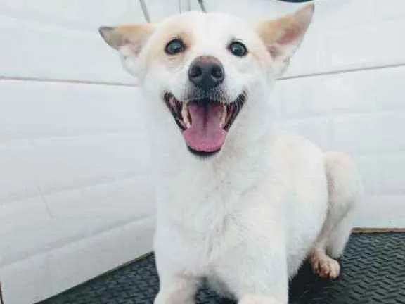 Cachorro ra a  idade 1 ano nome Zeca