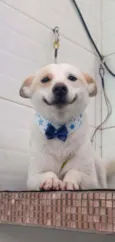 Zeca