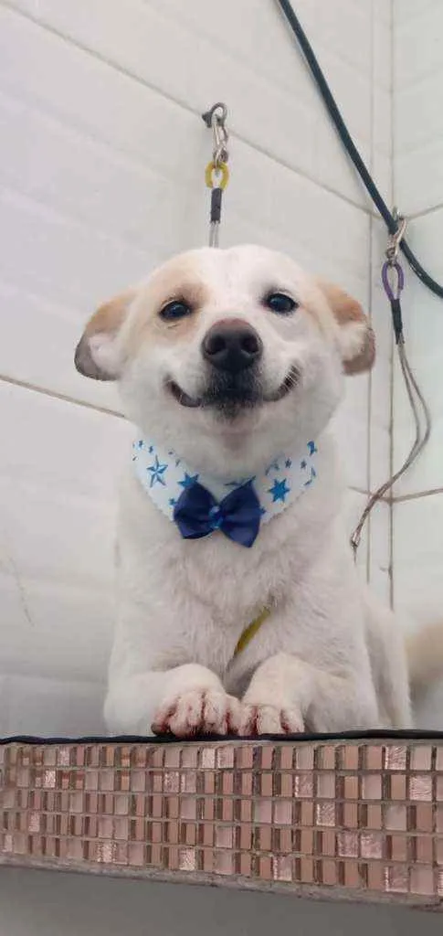Cachorro ra a  idade 1 ano nome Zeca