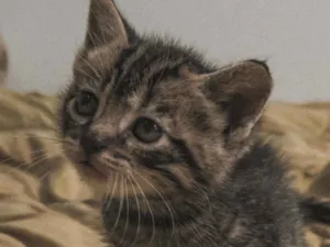 Gato raça  idade Abaixo de 2 meses nome Gatos