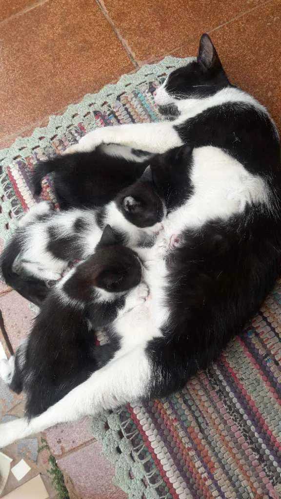 Gato ra a  idade 2 a 6 meses nome Não demos nome