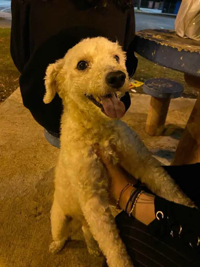 Cachorro ra a Poodle idade 2 anos nome Amigão