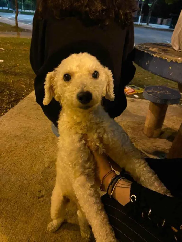 Cachorro ra a Poodle idade 2 anos nome Amigão