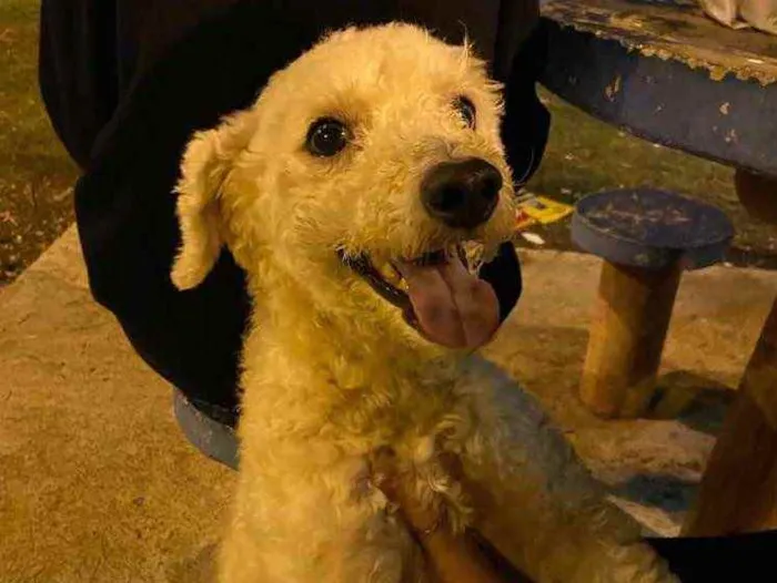 Cachorro ra a Poodle idade 2 anos nome Amigão