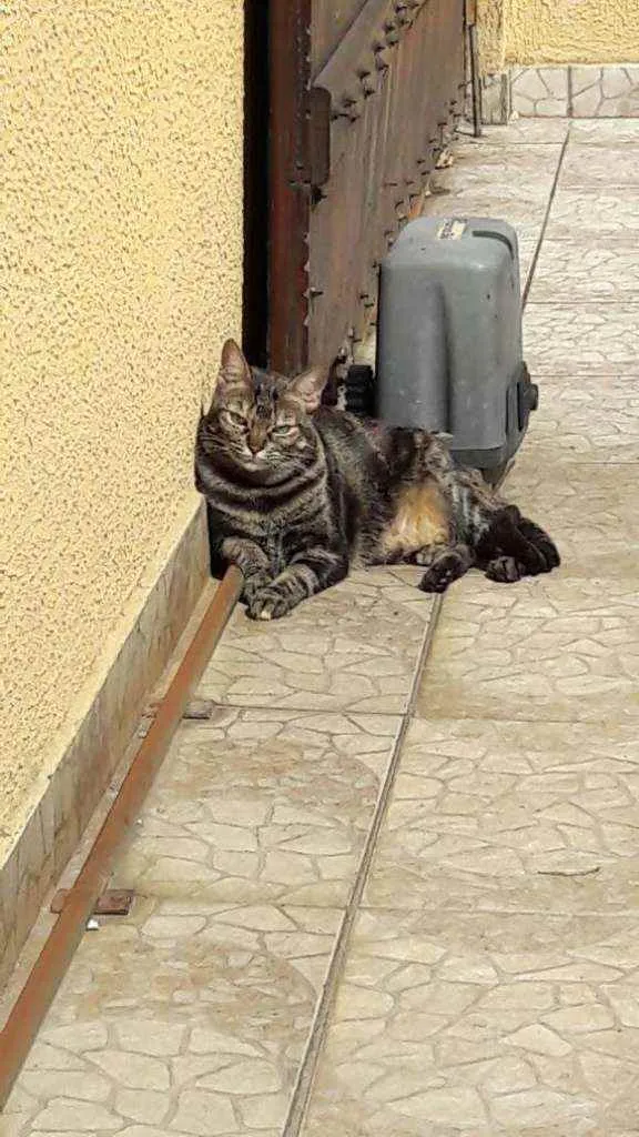 Gato ra a  idade 6 ou mais anos nome Pixie