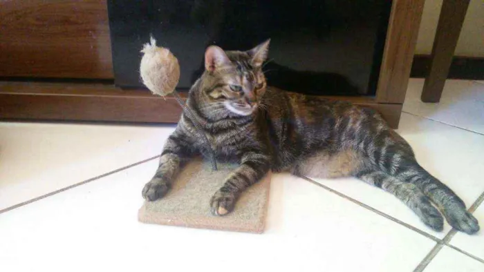 Gato ra a  idade 6 ou mais anos nome Pixie