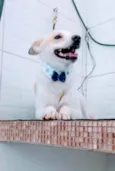 Zeca