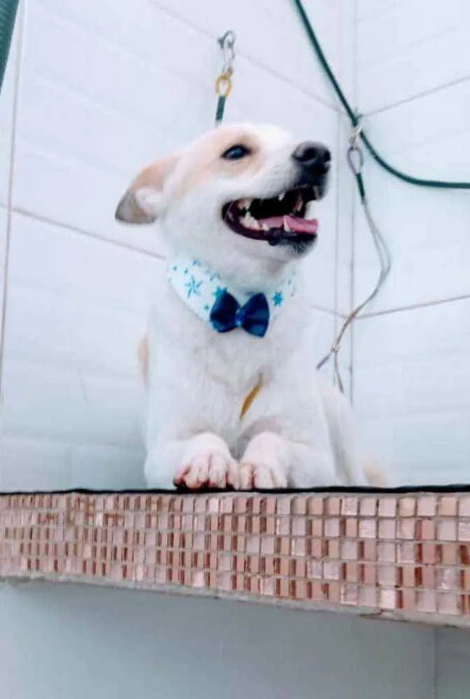 Cachorro ra a  idade 1 ano nome Zeca