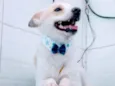Zeca
