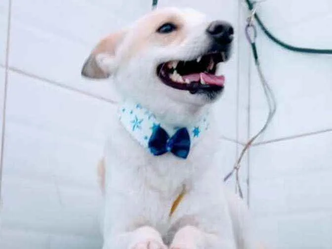 Cachorro ra a  idade 1 ano nome Zeca