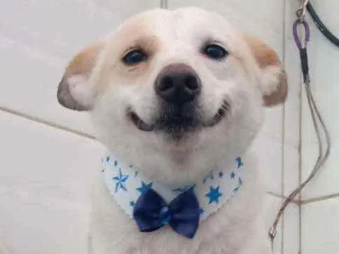 Cachorro ra a  idade 1 ano nome Zeca