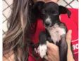 Miúcha