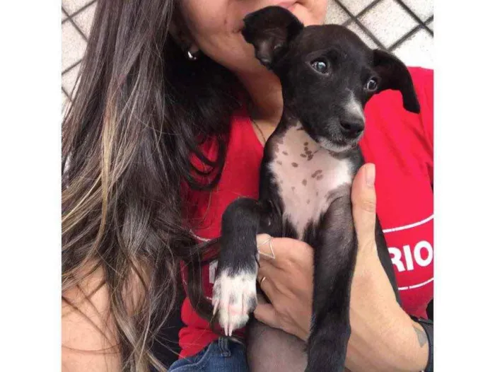 Cachorro ra a SRD idade 2 a 6 meses nome Miúcha