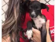 Miúcha