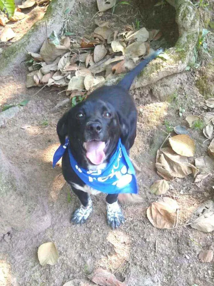 Cachorro raça  idade 7 a 11 meses nome Snoopy 